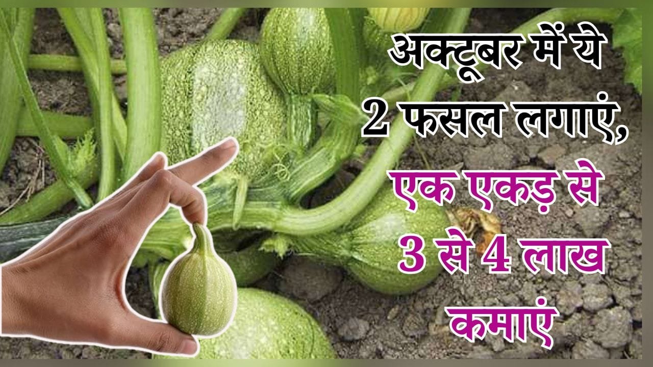 अक्टूबर में ये 2 फसल लगाएं