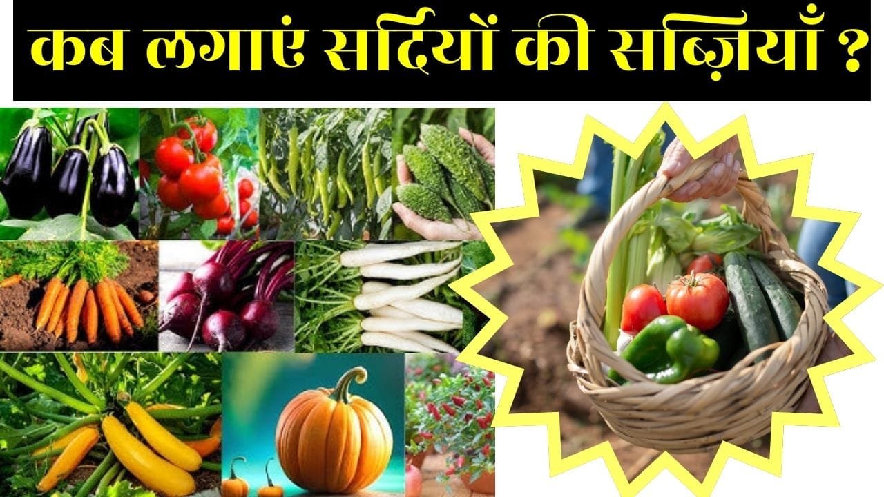 सर्दियों की सब्ज़ियाँ कब लगानी चाहिए