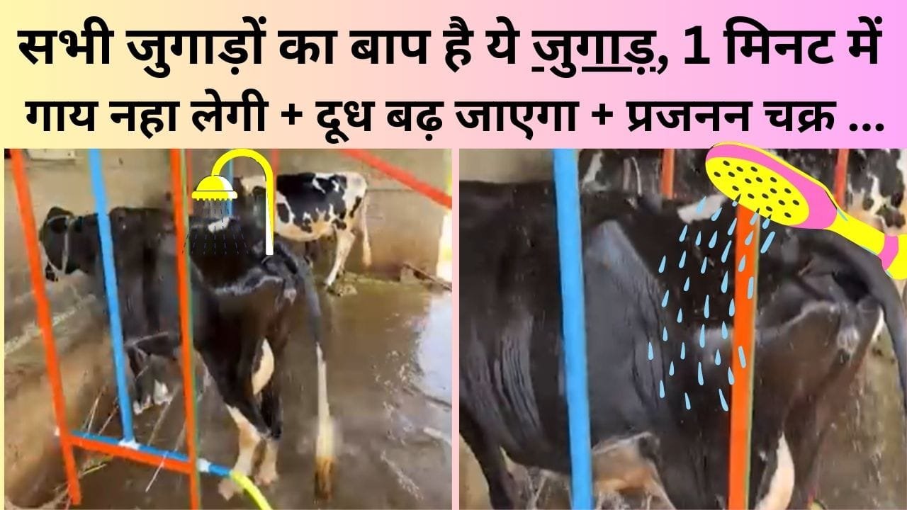 1 मिनट में गाय नहलाने का ये जुगाड़