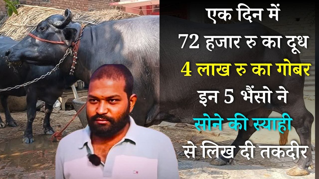एक दिन में 72 हजार रु का दूध, 4 लाख रु का गोबर