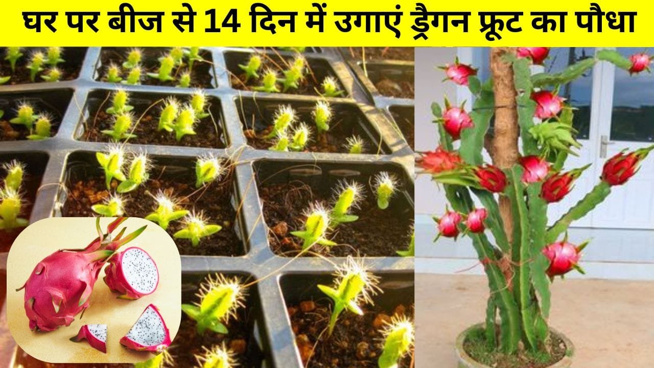 घर पर बीज से 14 दिन में उगाएं ड्रैगन फ्रूट का पौधा