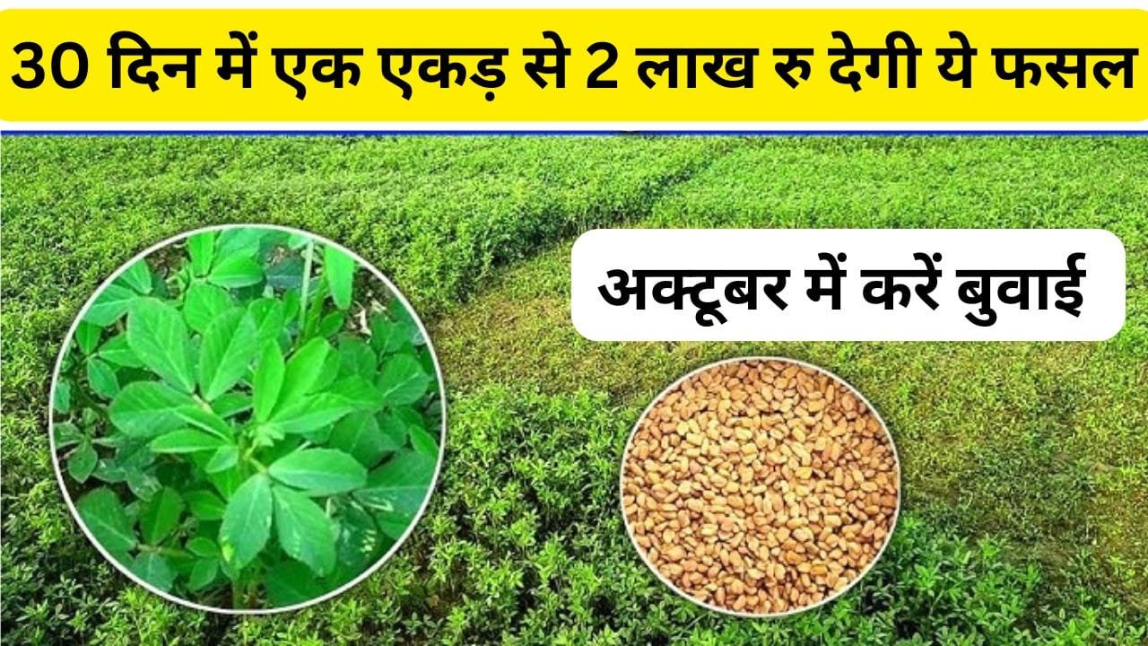 30 दिन में एक एकड़ से 2 लाख रु कमाना है तो लगाएं ये फसल