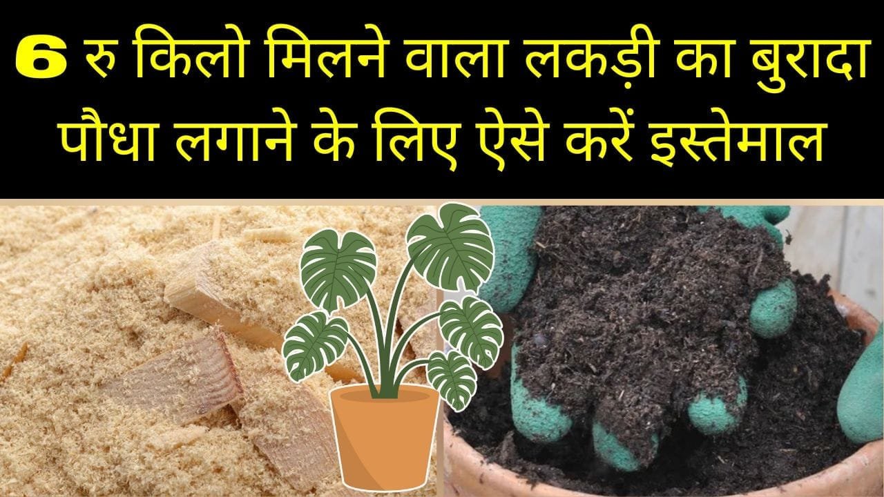 6 रु किलो मिलने वाला लकड़ी का बुरादा पौधा लगाने के लिए ऐसे करें इस्तेमाल