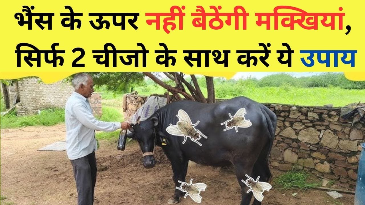 भैंस के ऊपर नहीं बैठेंगी मक्खियां