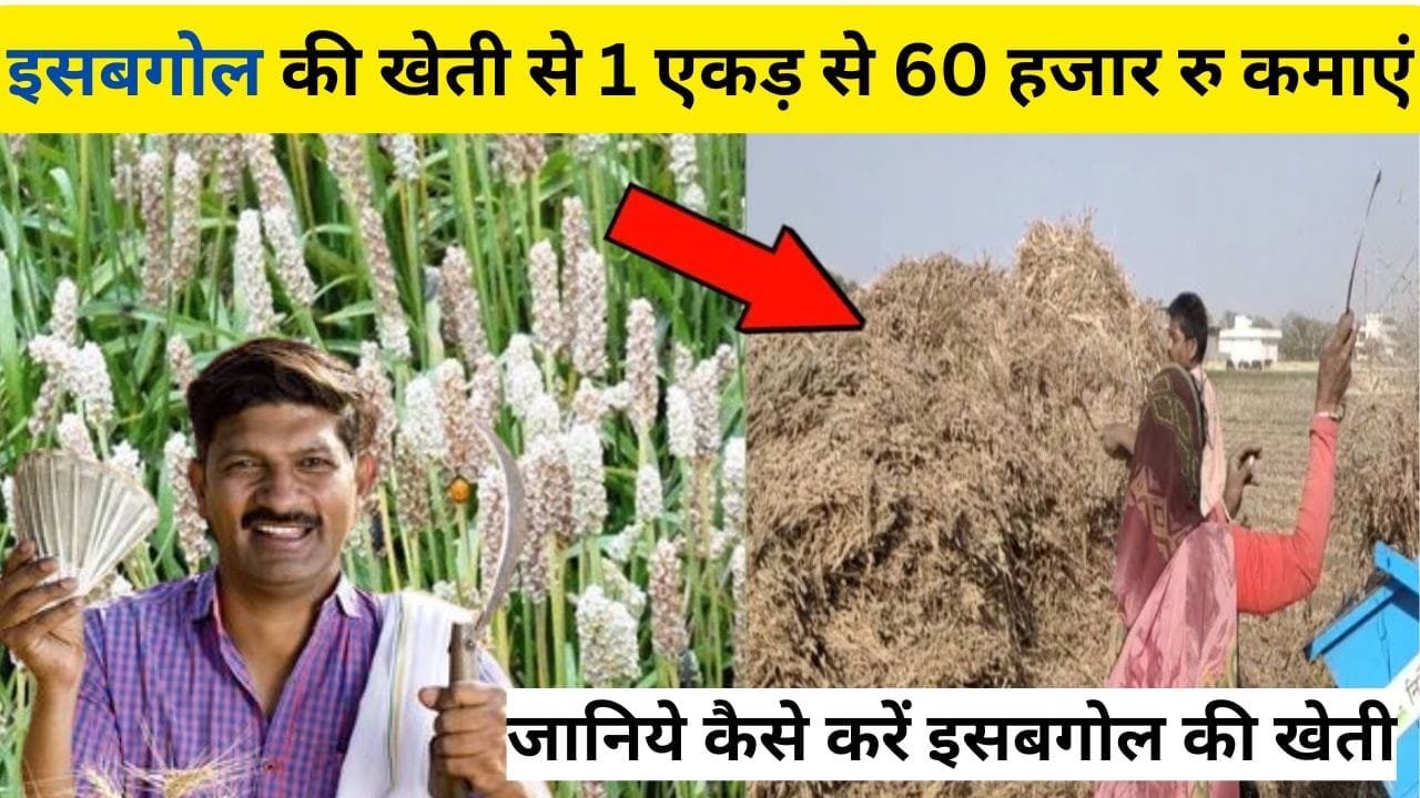 जानिये कैसे करें इसबगोल की खेती