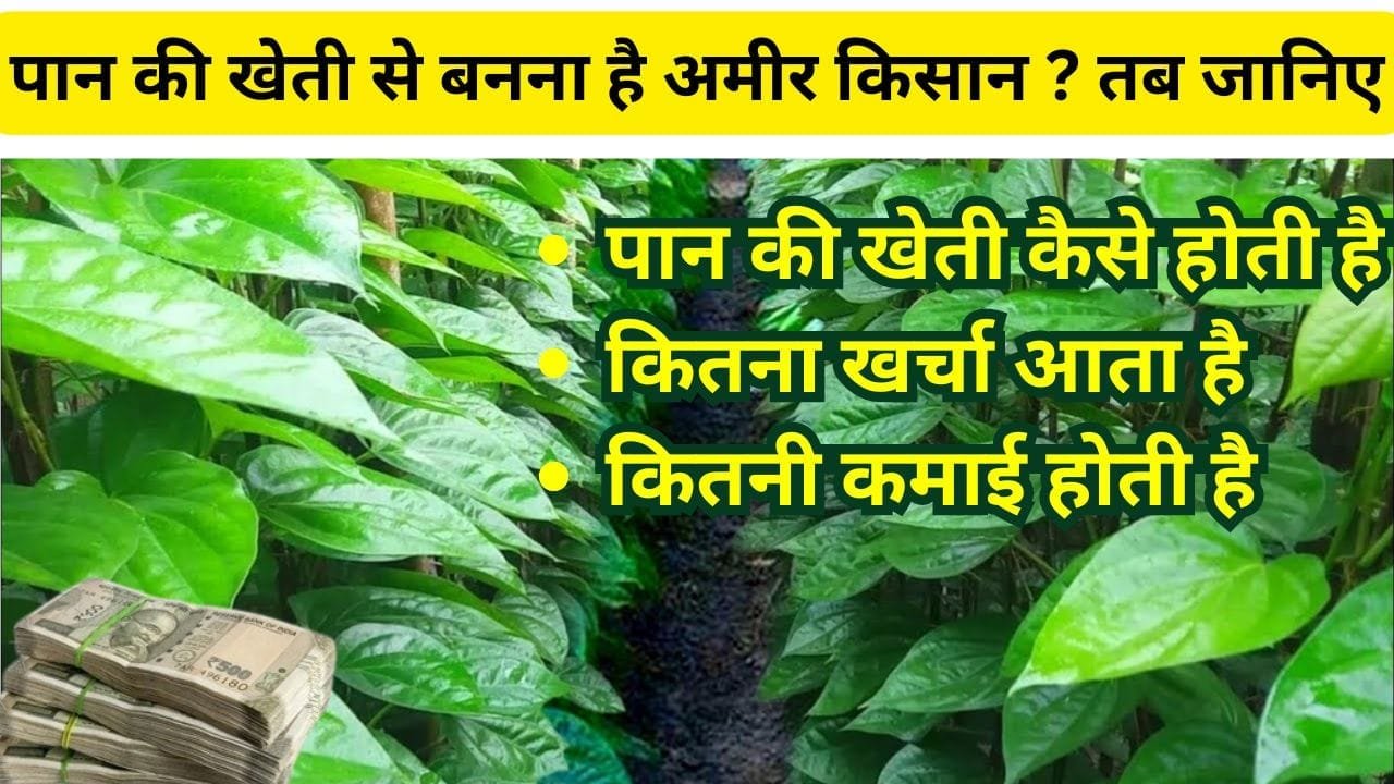 पान की खेती से बनना है अमीर किसान ?