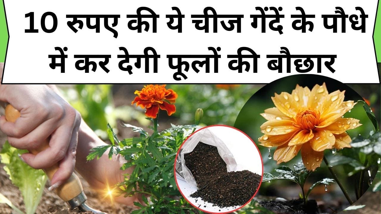 गेंदें के पौधे में आ जाएगी फूलों की बौछार, बस 1 बार कर ले 10 रुपए की जादुई चीज का इस्तेमाल, ढेरों फूलों से खिलखिला जायेगा बगीचा