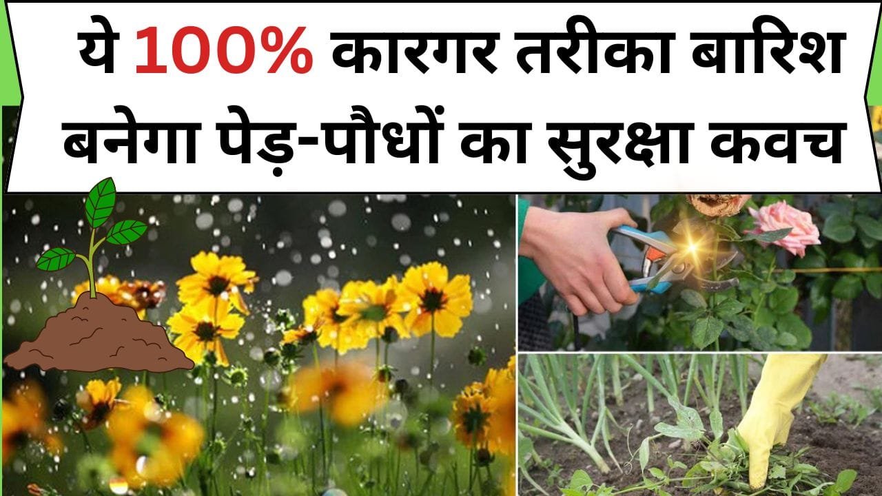 Monsoon Gardening Tips