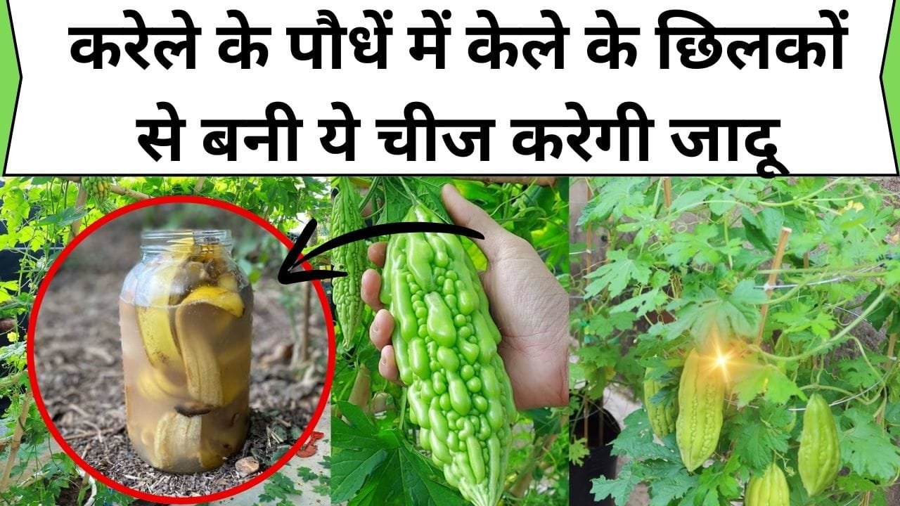 करेले के पौधें में केले के छिलकों से बनी ये चीज करेगी जादू
