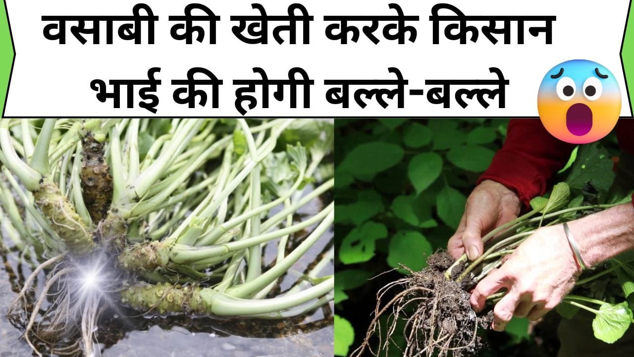 वसाबी की खेती करके किसान भाई की होगी बल्ले-बल्ले,