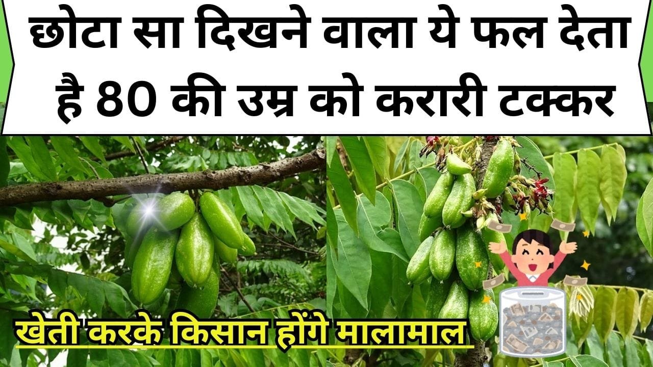 छोटा सा दिखने वाला ये फल देता है 80 की उम्र को करारी टक्कर