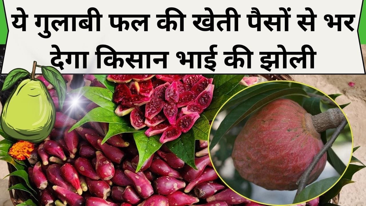 भारत में बड़े पैमाने पर की जाती है इस गुलाबी फल की खेती