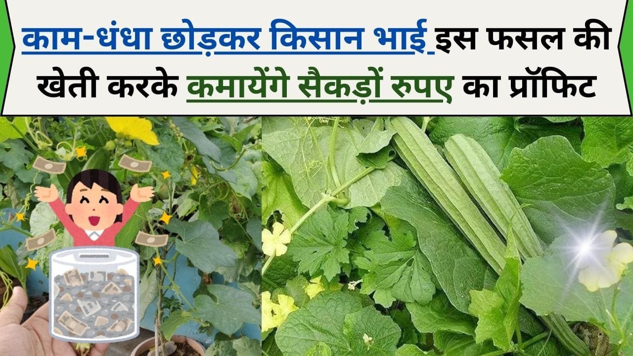 काम-धंधा छोड़कर किसान भाई इस फसल की खेती करके कमायेंगे सैकड़ों रुपए का प्रॉफिट