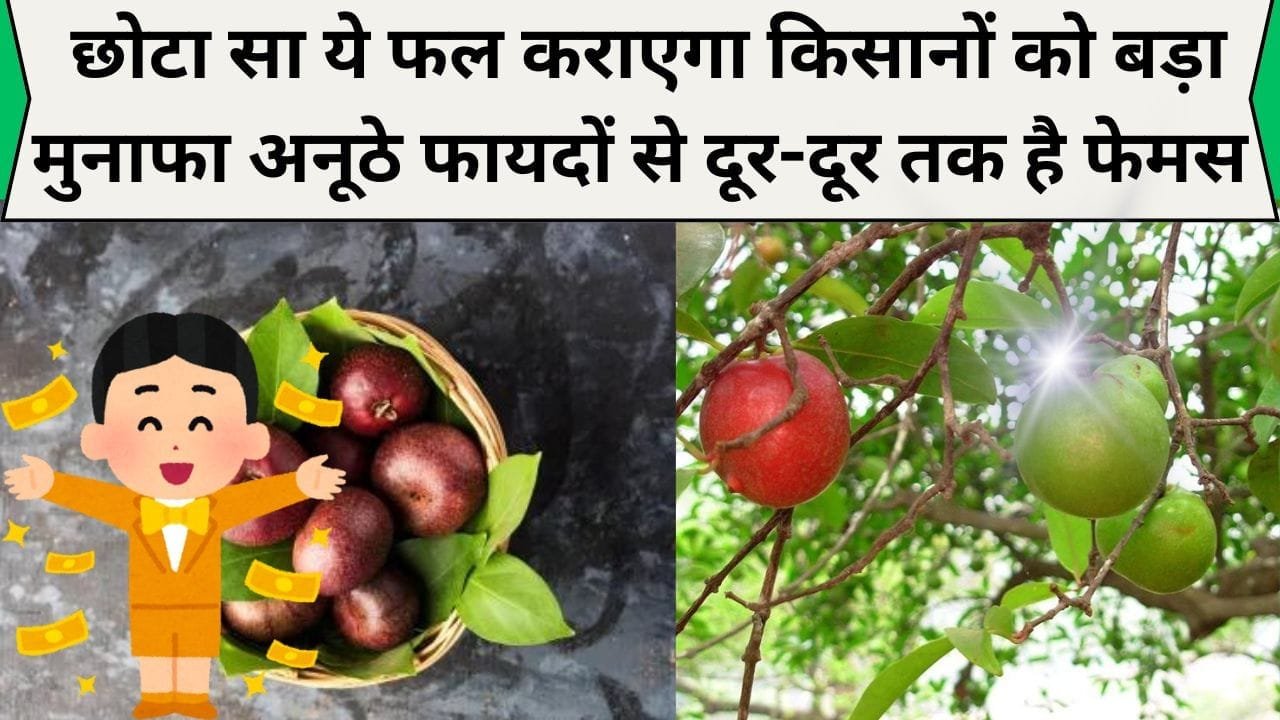 छोटा सा ये फल कराएगा किसानों को बड़ा मुनाफा