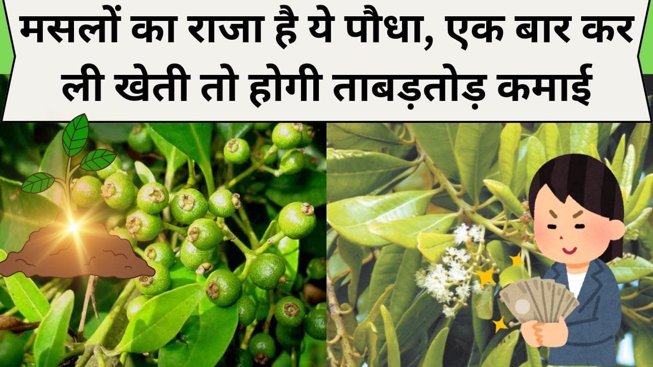 मसलों का राजा है ये पौधा