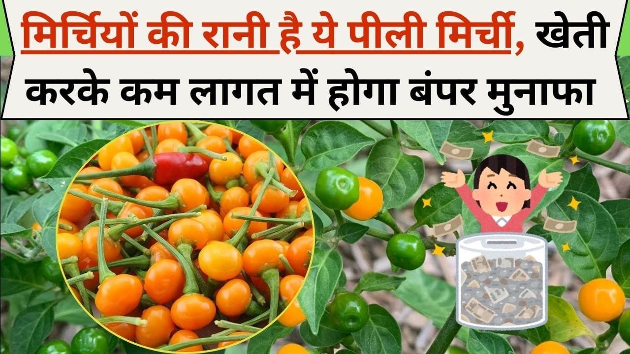 मिर्चियों की रानी है ये पीली मिर्ची