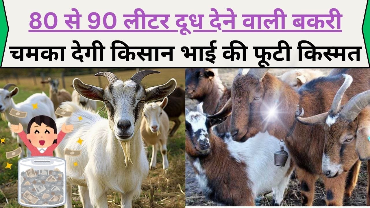 Goat Farming