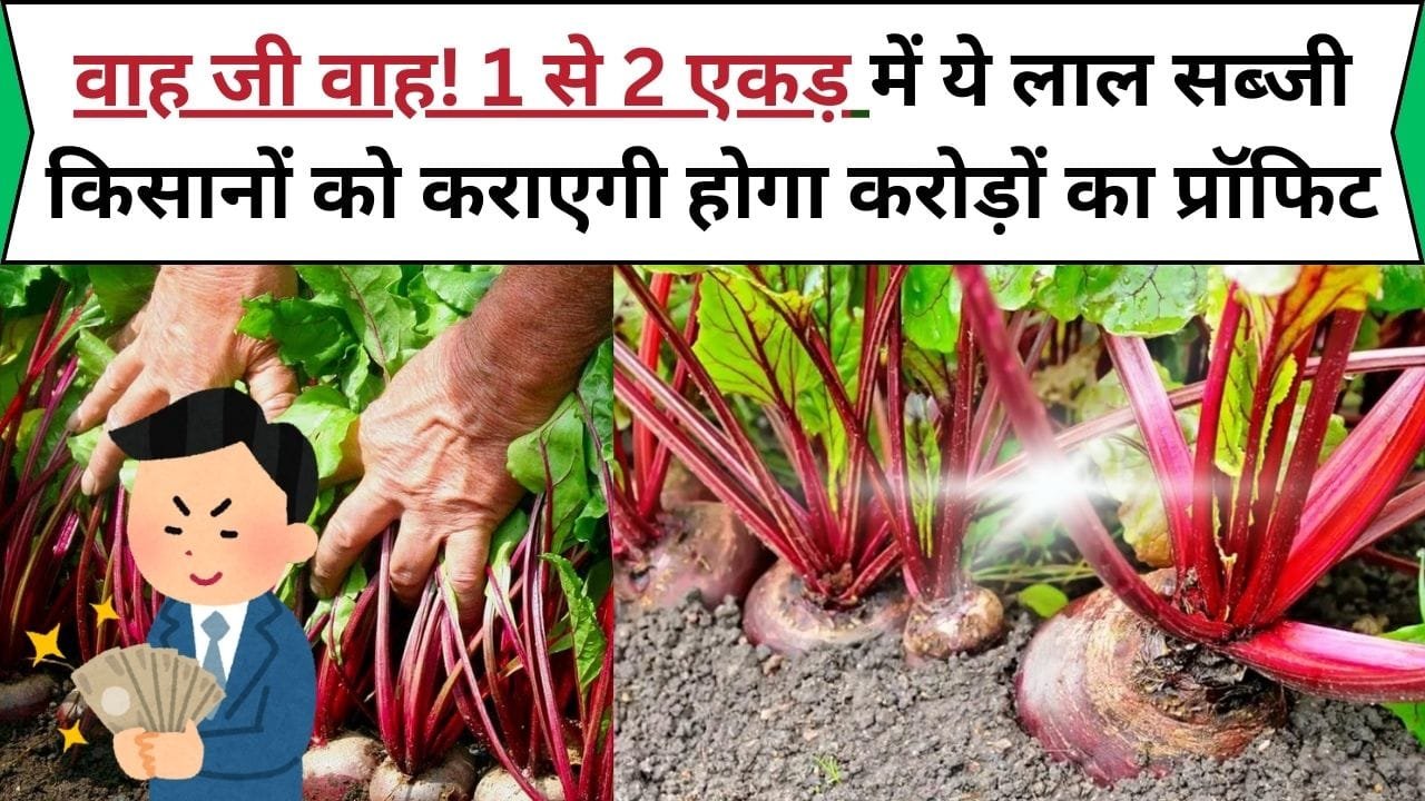 वाह जी वाह! 1 से 2 एकड़ में ये लाल सब्जी किसानों को कराएगी होगा करोड़ों का प्रॉफिट