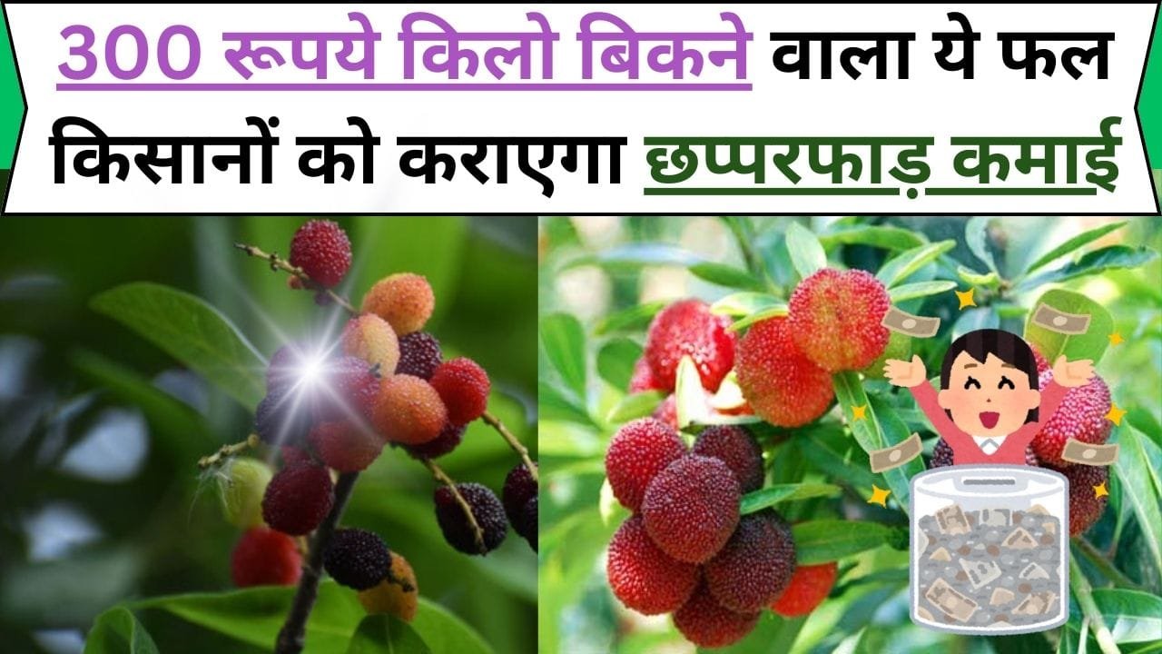 300 रूपये किलो बिकने वाला ये फल किसान भाइयों को कराएगा छप्परफाड़ कमाई