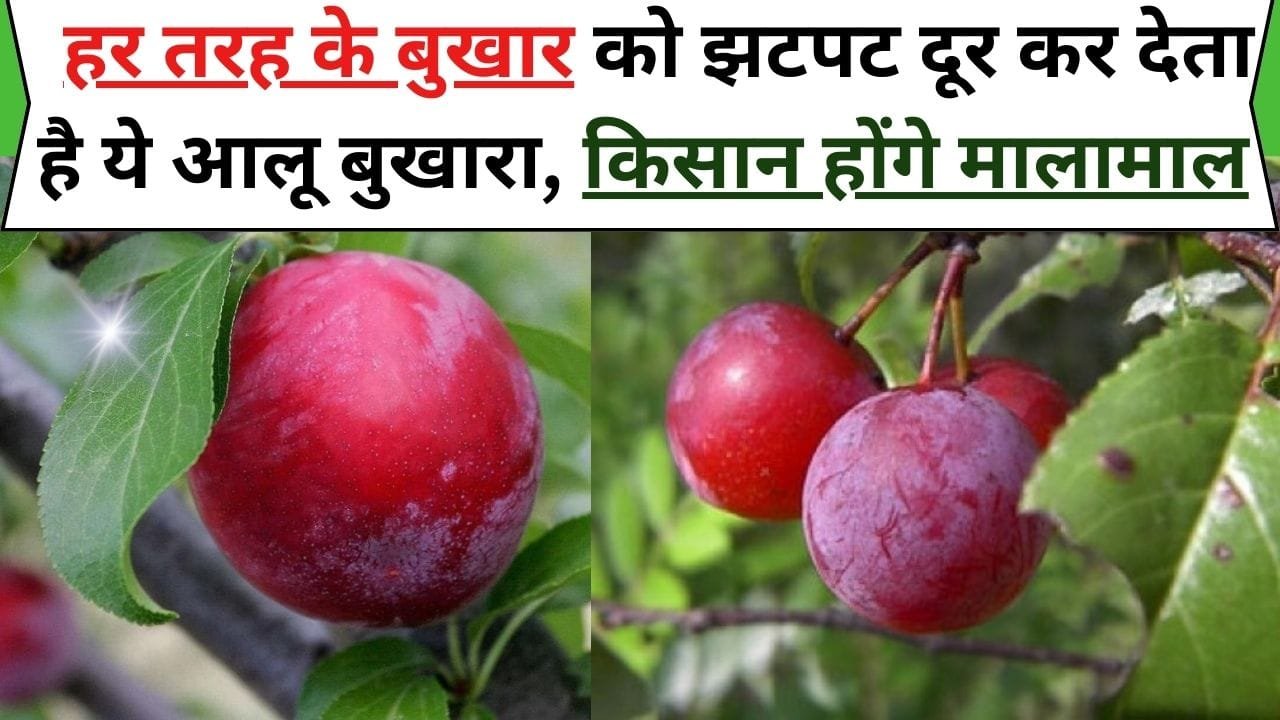 हर तरह के बुखार को झटपट दूर कर देता है ये आलू बुखारा