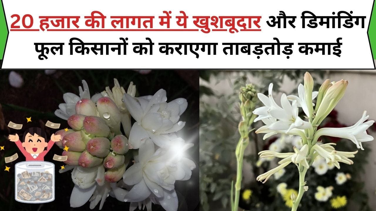 20 हजार की लागत में ये खुशबूदार और डिमांडिंग फूल किसानों को कराएगा ताबड़तोड़ कमाई