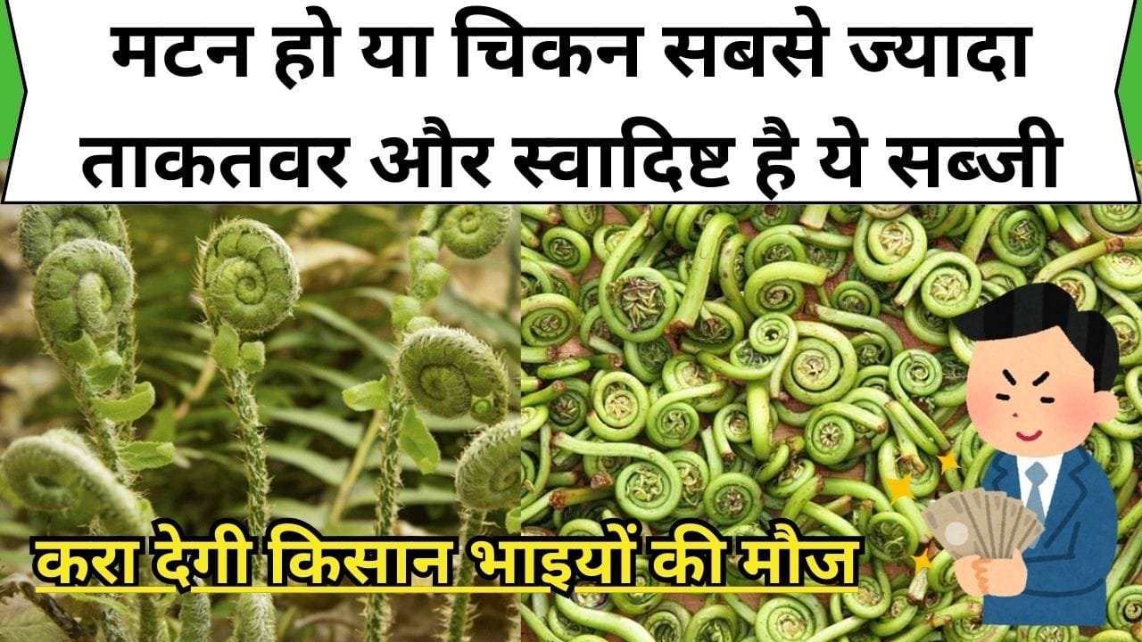 मटन हो या चिकन सबसे ज्यादा ताकतवर और स्वादिष्ट है ये सब्जी, एक बार कर ली खेती तो पानी की तरह बरसेगा पैसा, करा देगी किसान भाइयों की मौज