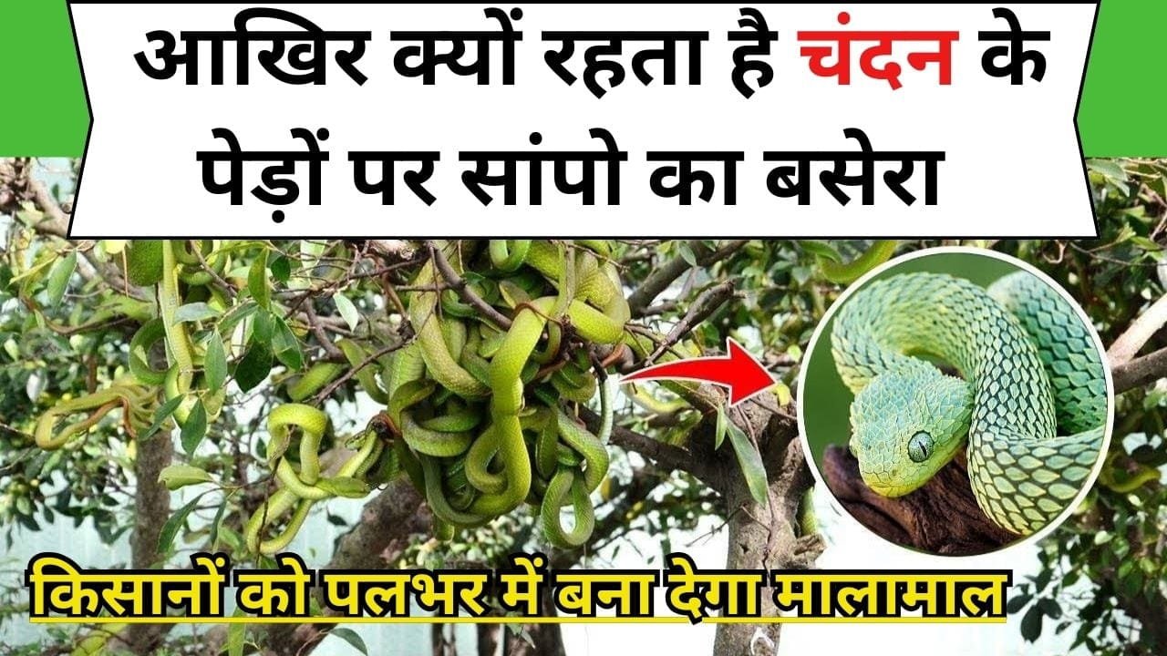 आखिर क्यों रहता है चंदन के पेड़ों पर सांपो का बसेरा