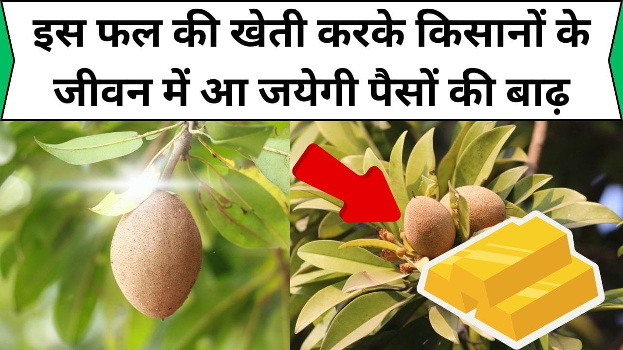 ये अद्भुत फल बुढ़ापे को करेगा फटाफट गायब