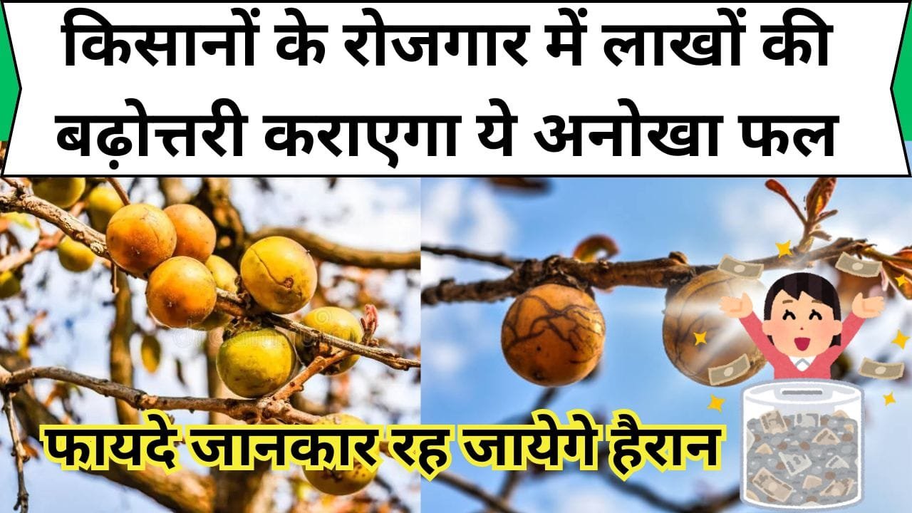 किसानों के रोजगार में लाखों की बढ़ोत्तरी कराएगा ये अनोखा फल, 1 से 2 एकड़ में भी खेती करके कमायेंगे तगड़ा मुनाफा, फायदे जानकार रह जायेगे हैरान