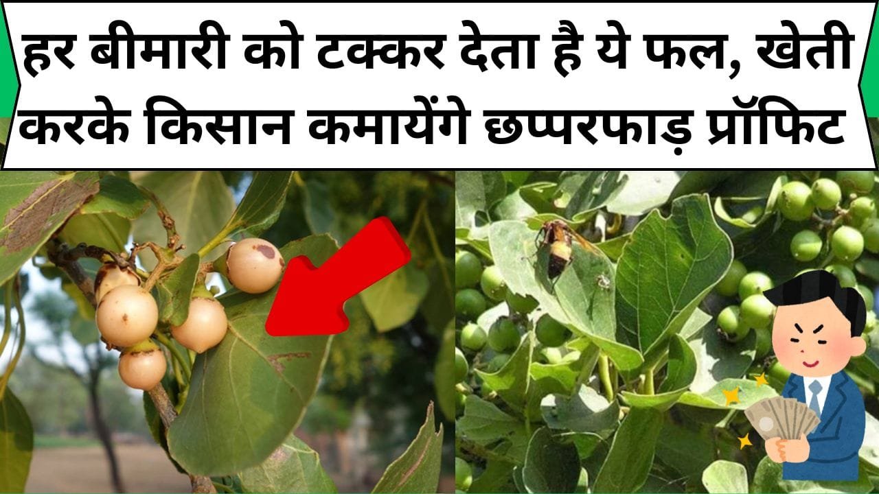 हार्ट अटैक हो या कैंसर हर बीमारी को टक्कर देता है ये फल, खेती करके किसान कमायेंगे छप्परफाड़ प्रॉफिट, जानिये क्या है नाम ?