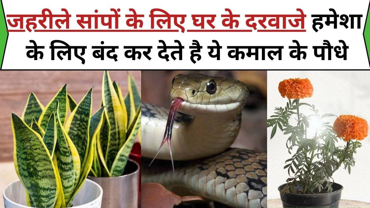 जहरीले सांपों के लिए घर के दरवाजे हमेशा के लिए बंद कर देते है ये कमाल के पौधे, घर के अंदर घुसने से पहले 100 बार सोचेंगे खतरनाक सांप