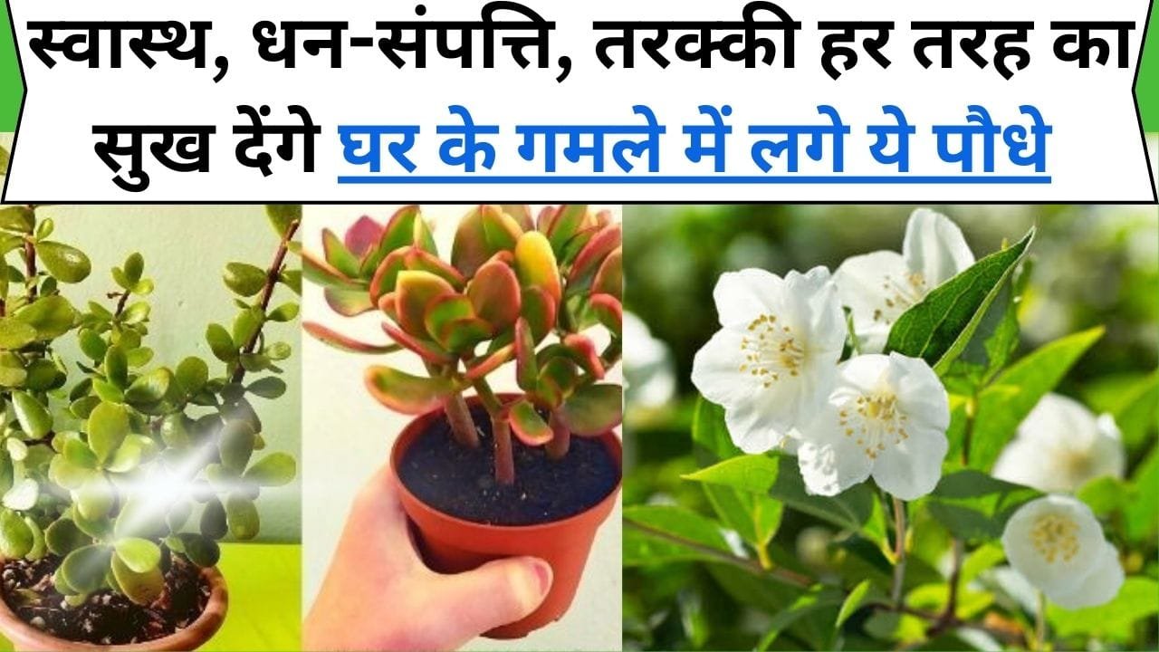 घर के गमले में लगाएं ये शानदार पौधे आ जाएगी पैसों की बाढ़, स्वास्थ, धन-संपत्ति, तरक्की देंगे हर तरह का सुख, जानिये कौन-से है ये पौधे ?