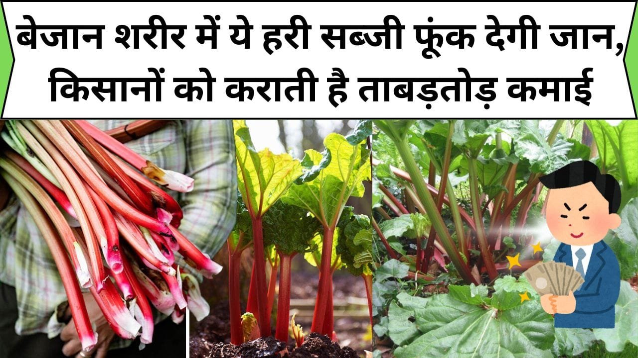 बेजान शरीर में ये अनोखी हरी सब्जी फूंक देगी जान, 1 एकड़ जमीन में भी किसानों को कराती है ताबड़तोड़ कमाई, जानिए क्या है नाम ?