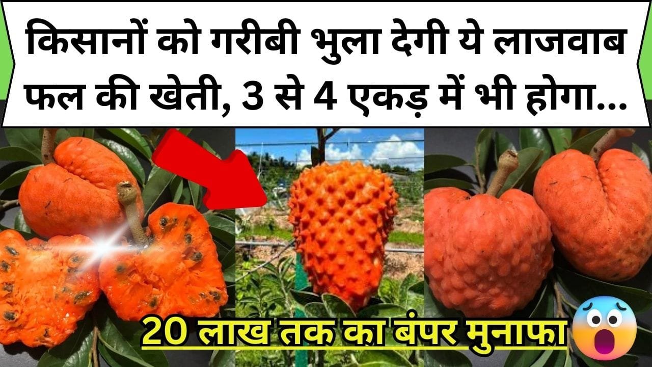 किसानों को गरीबी भुला देगी ये लाजवाब फल की खेती, 3 से 4 एकड़ में भी होगा 20 लाख तक का बंपर मुनाफा, जानिए कौन-सा है ये फायदेमंद फल ?