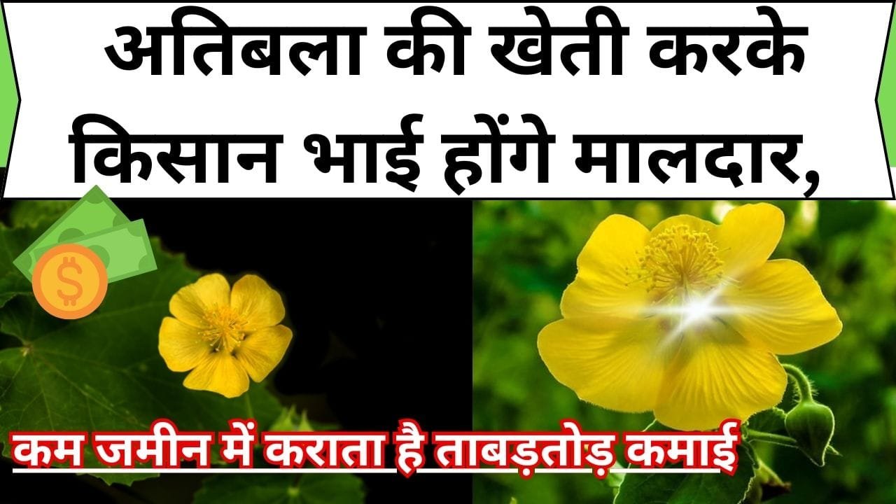 अतिबला की खेती करके किसान भाई होंगे मालदार,