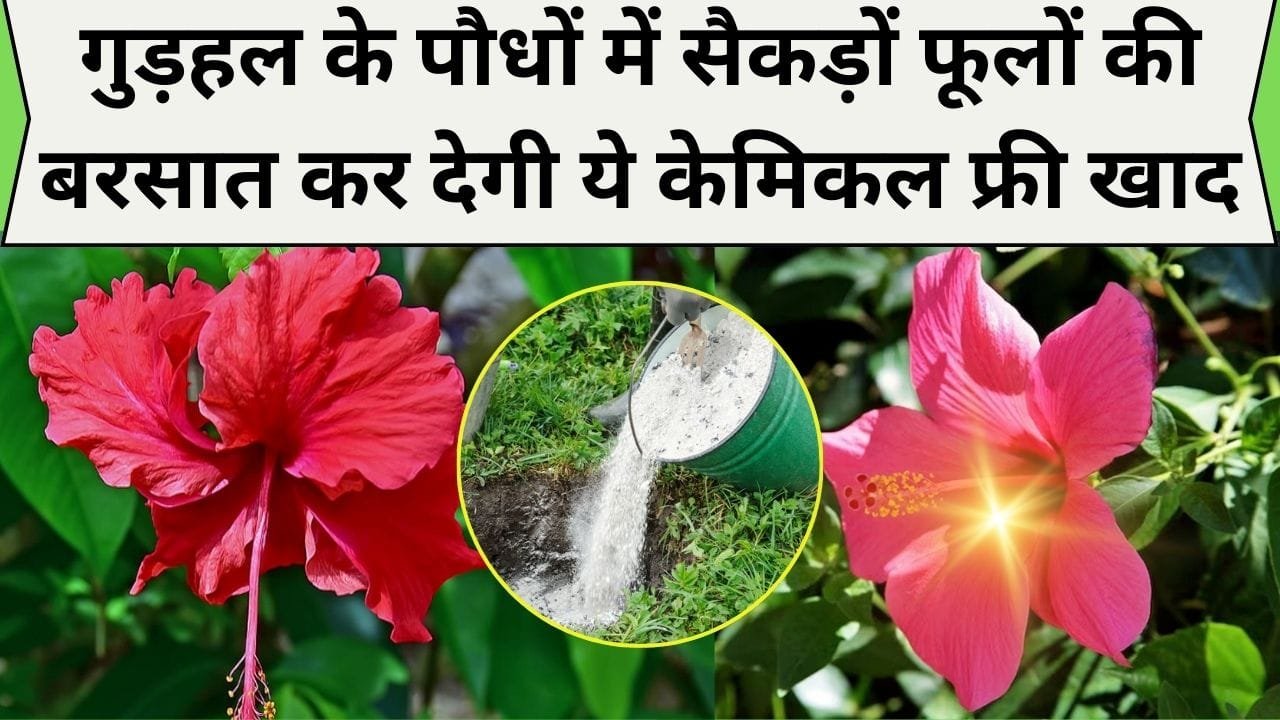 Gardening Tips