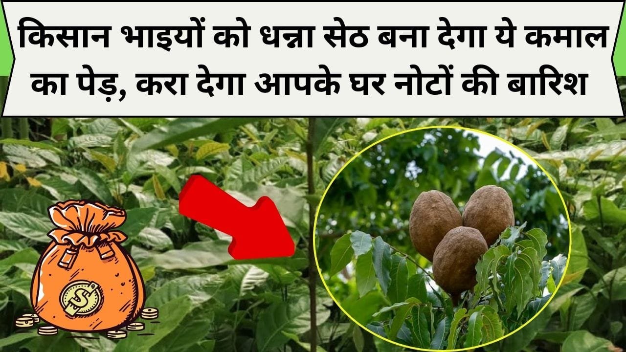 किसान भाइयों को धन्ना सेठ बना देगा ये कमाल का पेड़