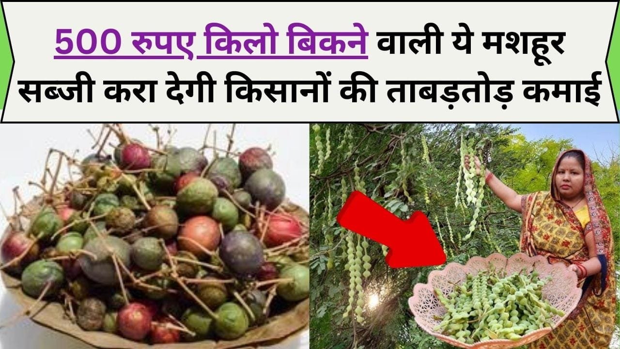 500 रुपए किलो बिकने वाली ये मशहूर सब्जी करा देगी किसानों की ताबड़तोड़ कमाई
