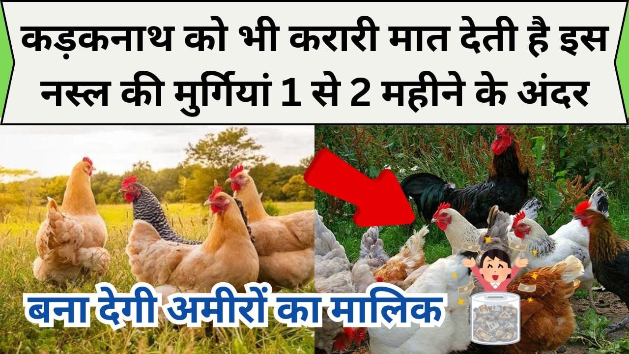 कड़कनाथ को भी करारी मात देती है इस नस्ल की मुर्गियां