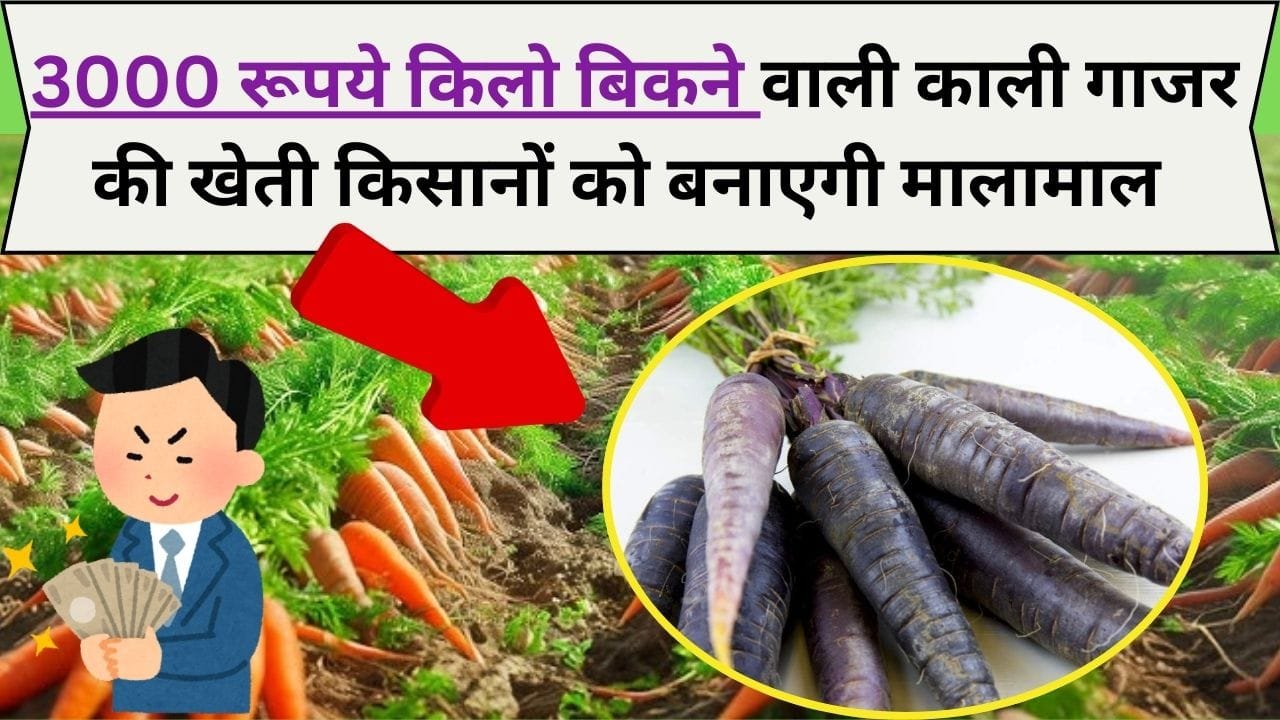 3000 रूपये किलो बिकने वाली काली गाजर की खेती किसानों को बनाएगी अमीरों के सेठ साहब
