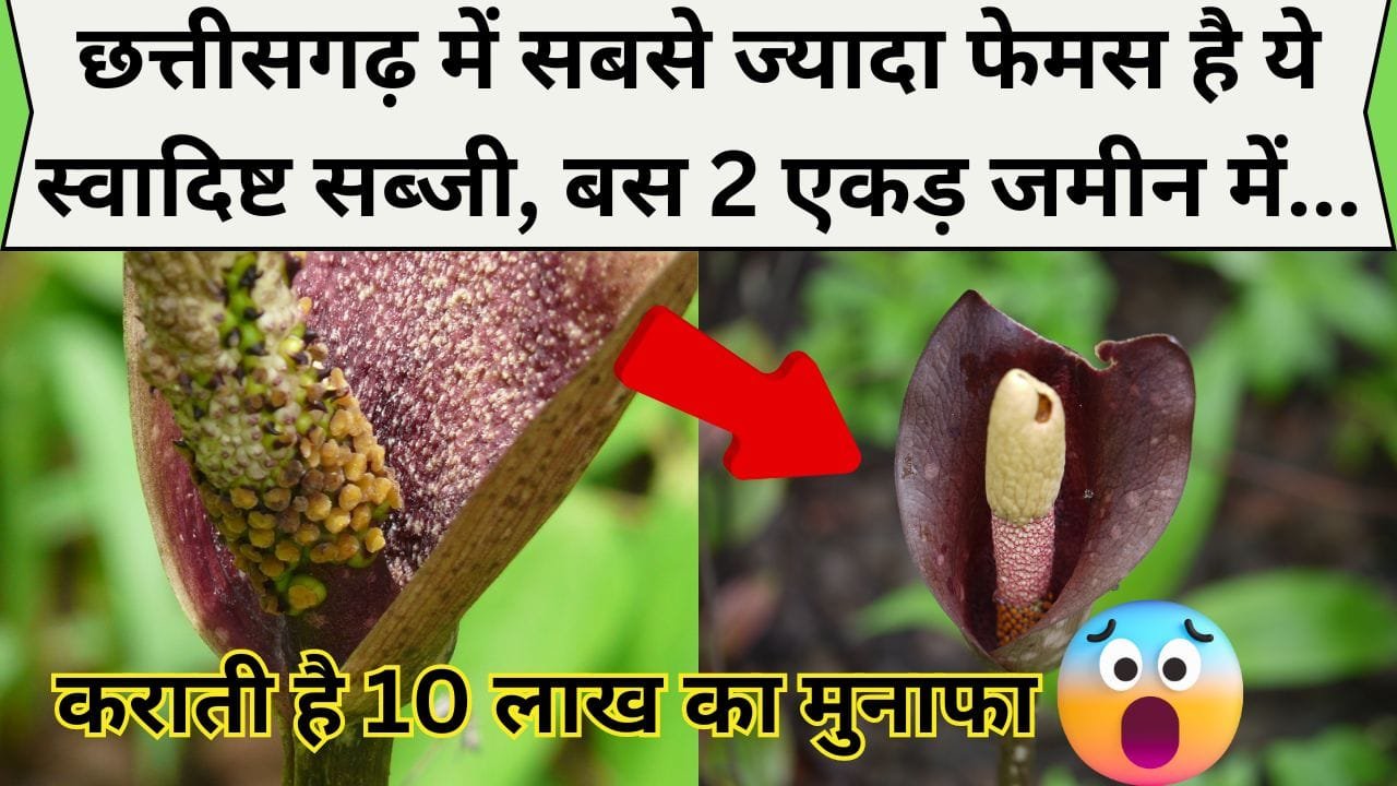 छत्तीसगढ़ में सबसे ज्यादा फेमस है ये स्वादिष्ट सब्जी