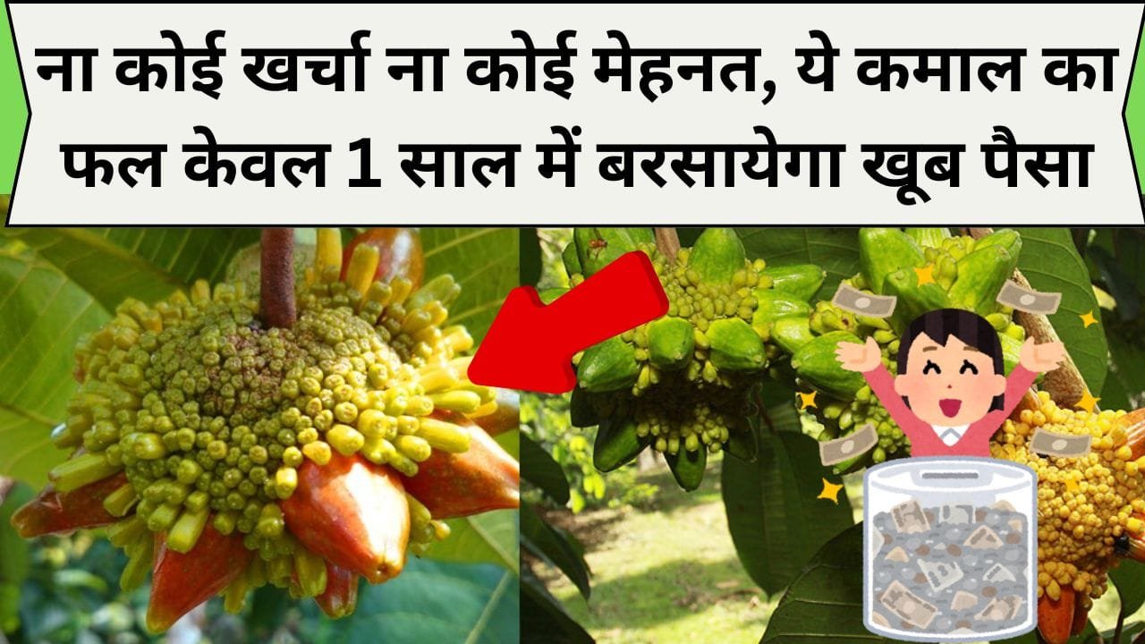 ना कोई खर्चा ना कोई मेहनत, ये कमाल का फल केवल 1 साल में बरसायेगा खूब पैसा, किसानों को बनाएगा रातों-रात मालदार पार्टी