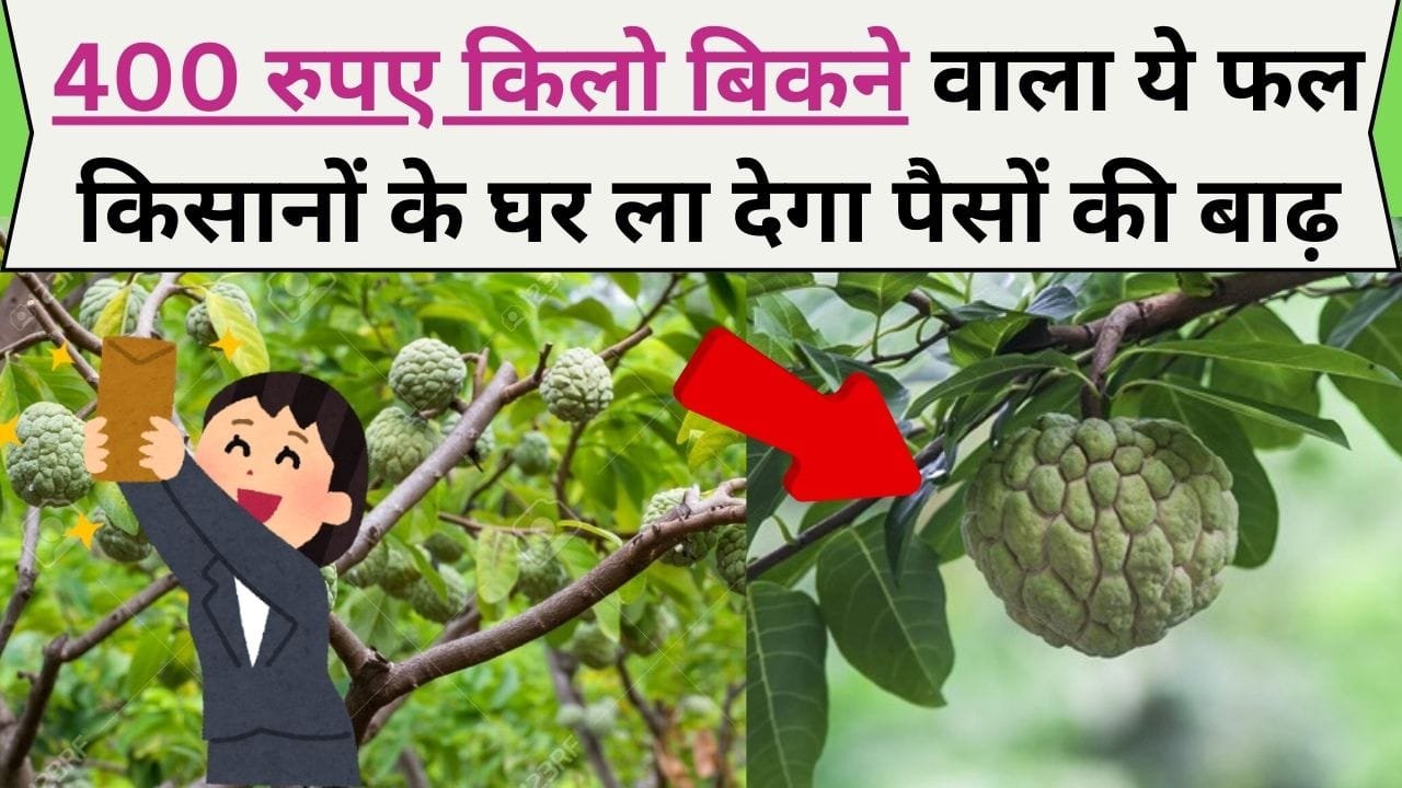 अरे बाप रे! 400 रुपए किलो बिकने वाला ये फल किसानों के घर ला देगा पैसों की बाढ़