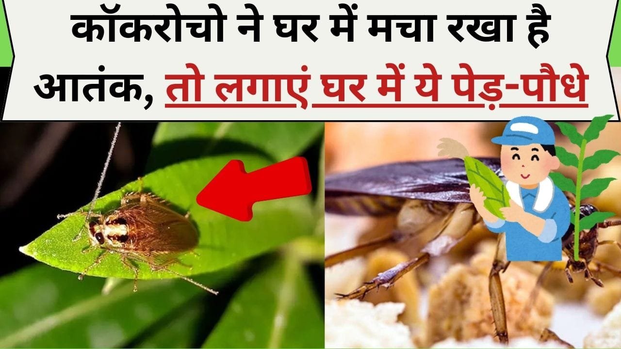 कॉकरोचो ने घर में मचा रखा है आतंक
