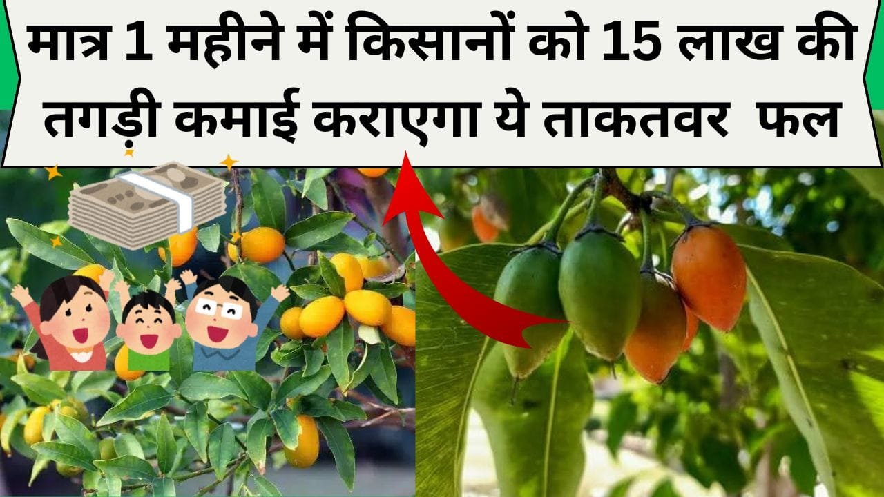 मात्र 1 महीने में किसानों को 15 लाख की तगड़ी कमाई कराएगा ये दुनिया का सबसे ताकतवर और अनोखा फल