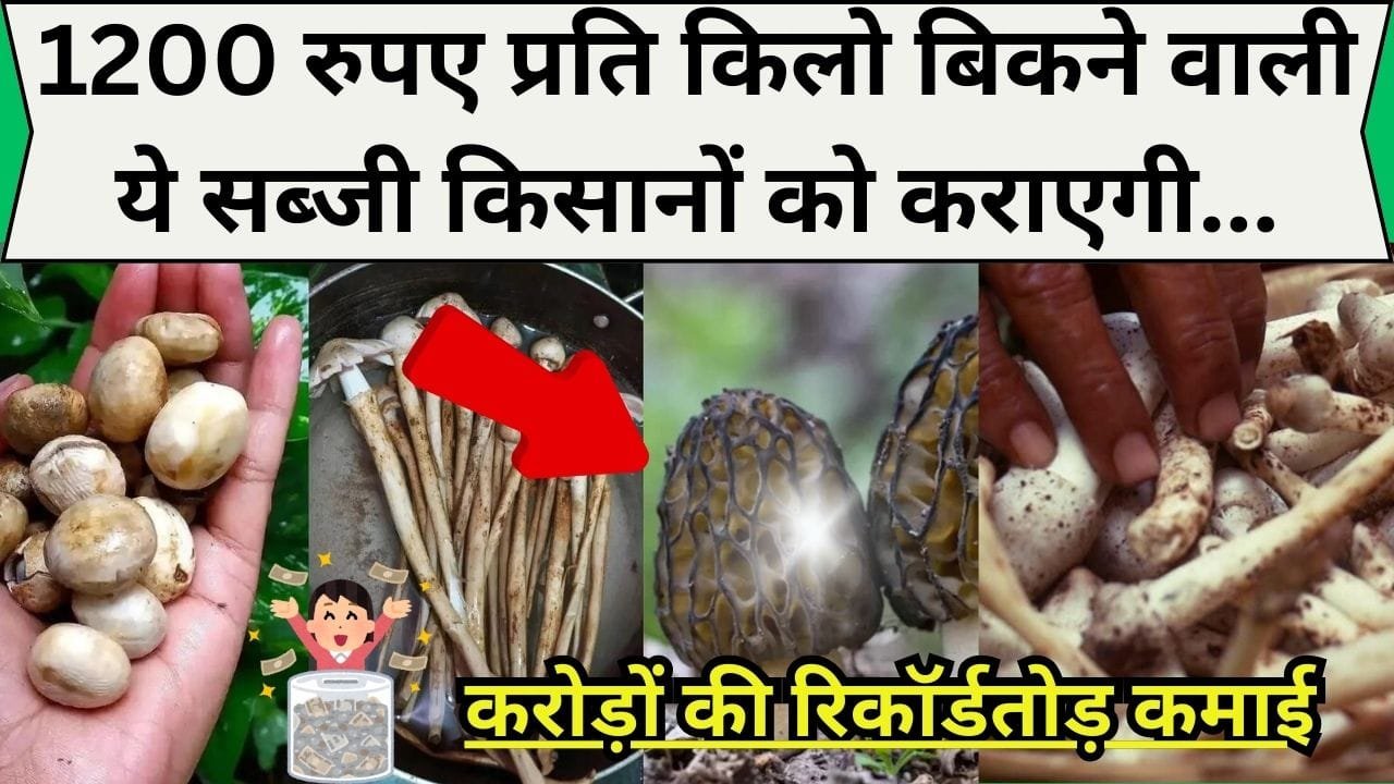 1200 रुपए प्रति किलो बिकने वाली ये सब्जी किसानों को कराएगी करोड़ों की रिकॉर्डतोड़ कमाई