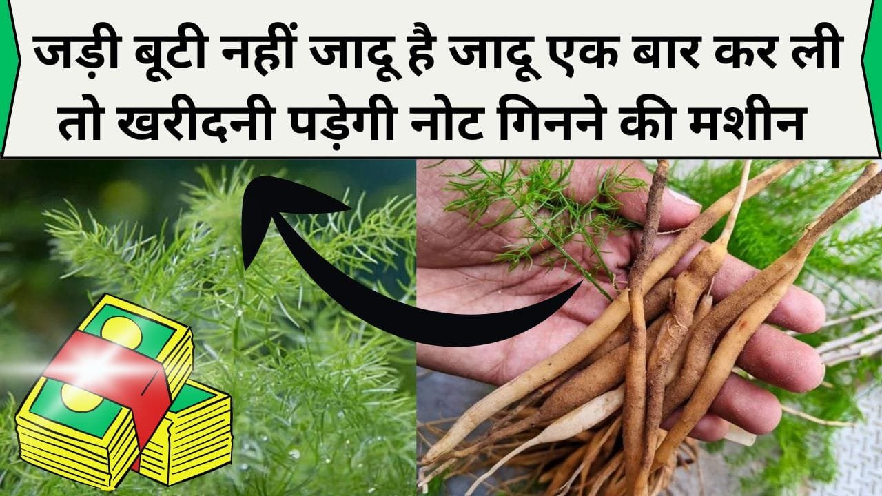 जड़ी बूटी नहीं जादू है जादू