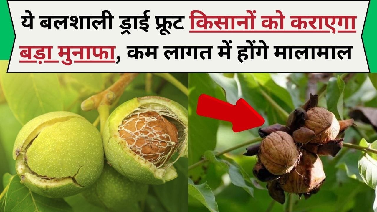 ये बलशाली ड्राई फ्रूट बाकी सारे ड्राई फ्रूट को देता है करारी टक्कर