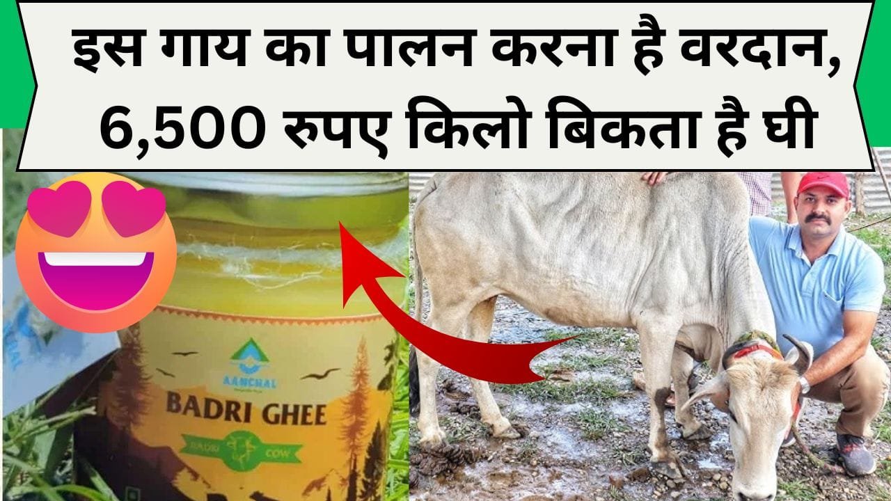 इस गाय का पालन करना है वरदान, 6,500 रुपए किलो बिकता है घी
