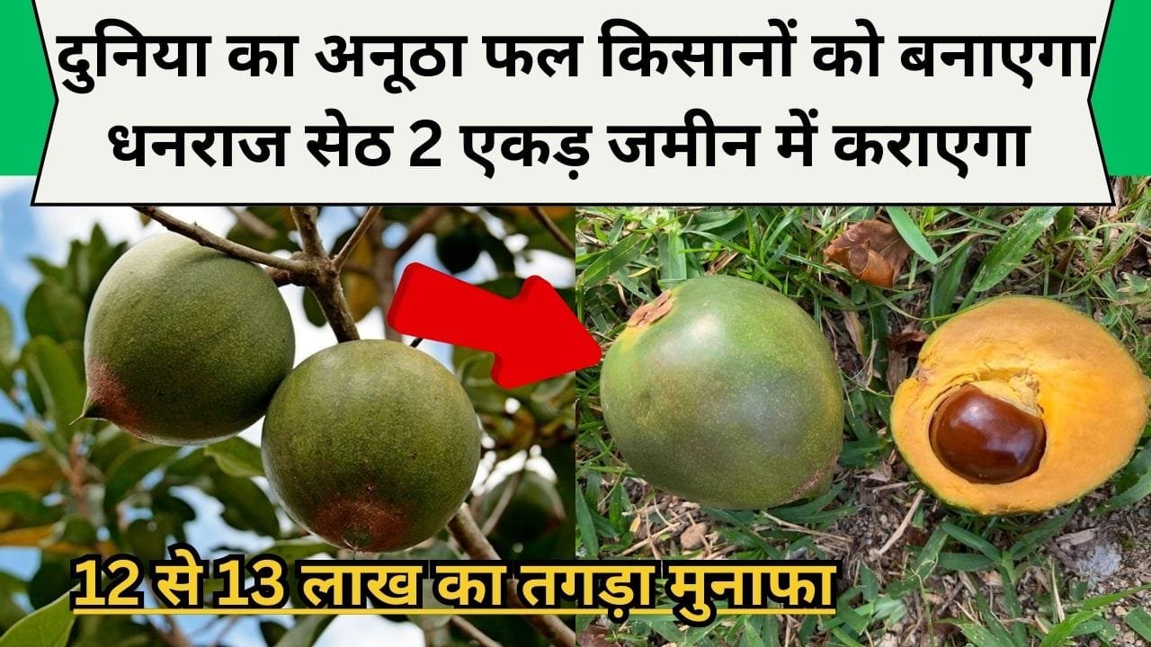 दुनिया का अनूठा फल किसानों को बनाएगा धनराज सेठ, बिना खर्चे और 2 एकड़ जमीन में कराएगा 12 से 13 लाख का तगड़ा मुनाफा, जानिए कौन-सा है ये फल ?